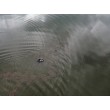 fotografia
